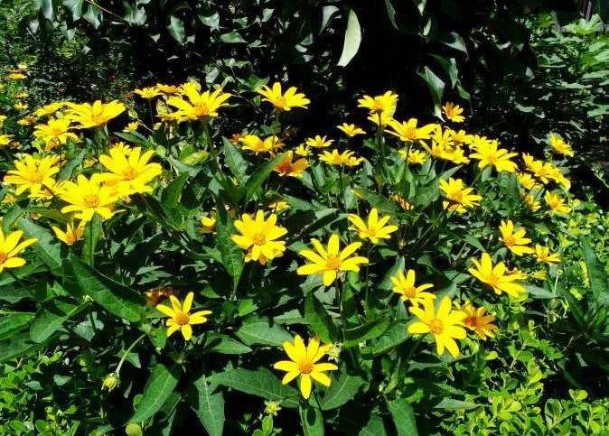 闀垮緱鍍忕敓濮滅殑鏈夋瘨妞嶇墿,鍍忕敓濮滀竴鏍风殑鏈夋瘨妞嶇墿