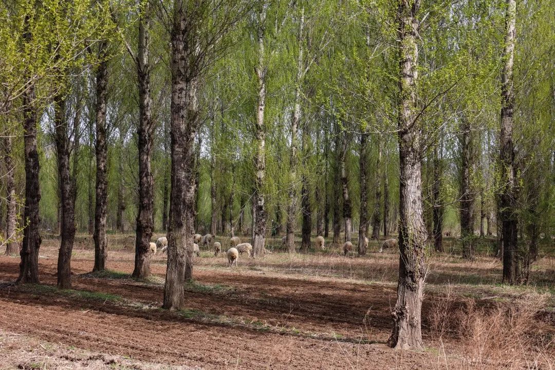 辽宁阜新游玩攻略,辽宁阜新市旅游攻略