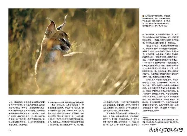 幽秘的长耳精灵——狞猫