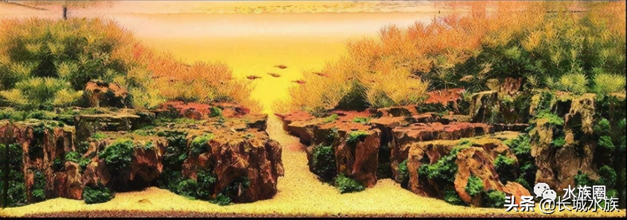 水族市场分析,水族发展前景怎么样