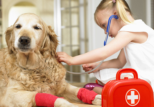 狗狗不小心偷吃巧克力怎么办,狗狗不小心误食可可粉怎么办