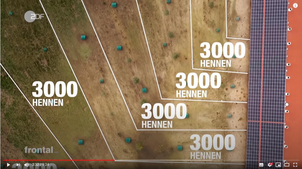 市场上的有机鸡蛋是真还是假,德国记者采访视频