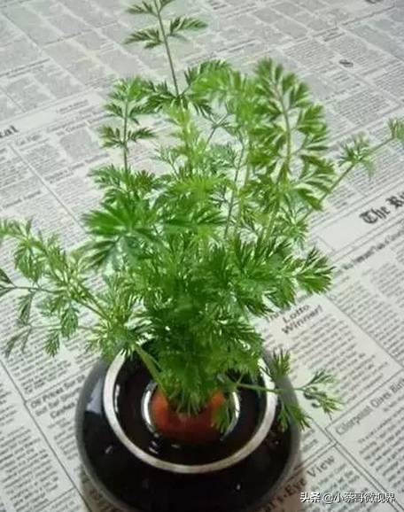 吃完的水果不要扔试试在家就能种,吃完的水果种子