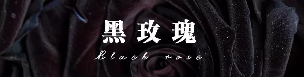 一篇文章带你认识三亚40种花,鲜花图鉴一次性认识30种玫瑰花