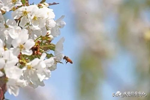 卖樱桃8块一斤十五块两斤的视频,一斤樱桃多少钱