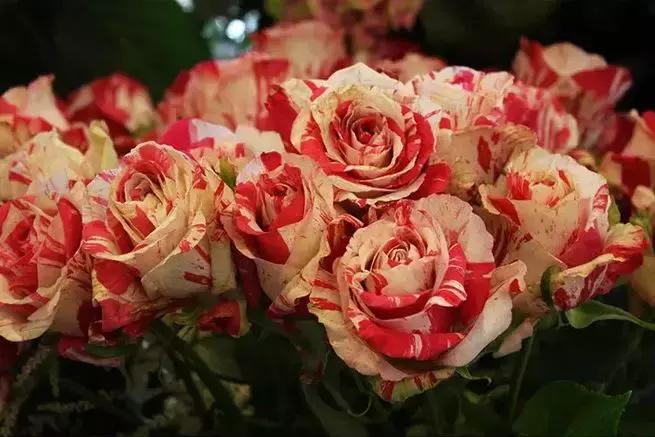 花店推广渠道有哪些,花店怎么运营才能火起来