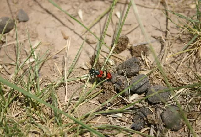 活了大半辈子，才知道粪肥这么用！