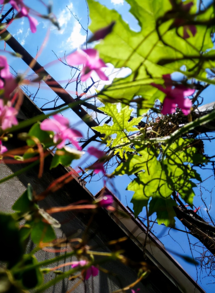 原创诗词14首,经典诗词36首