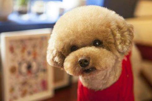 什么样的狗狗最好养也最好看,狗狗最省心最好养的8种狗