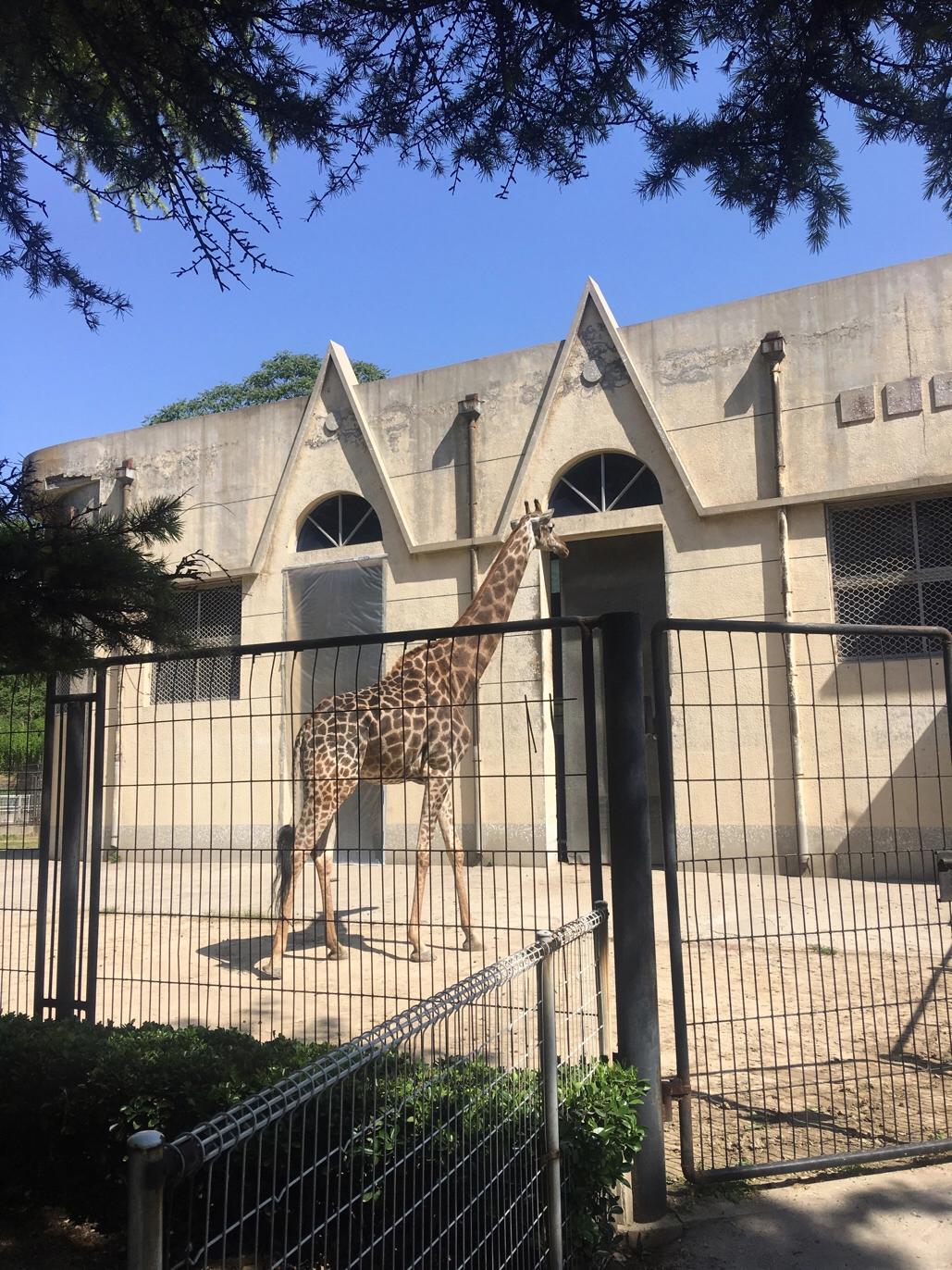 保定动物园视频,保定动物园通知