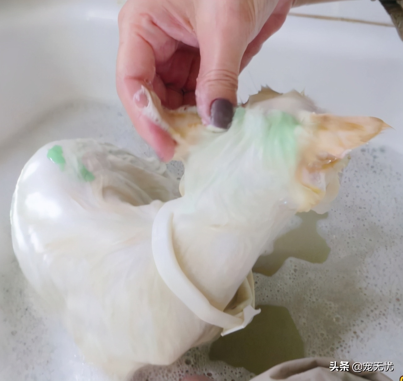 猫咪感染猫癣？不要急，这篇文章全部给你解决