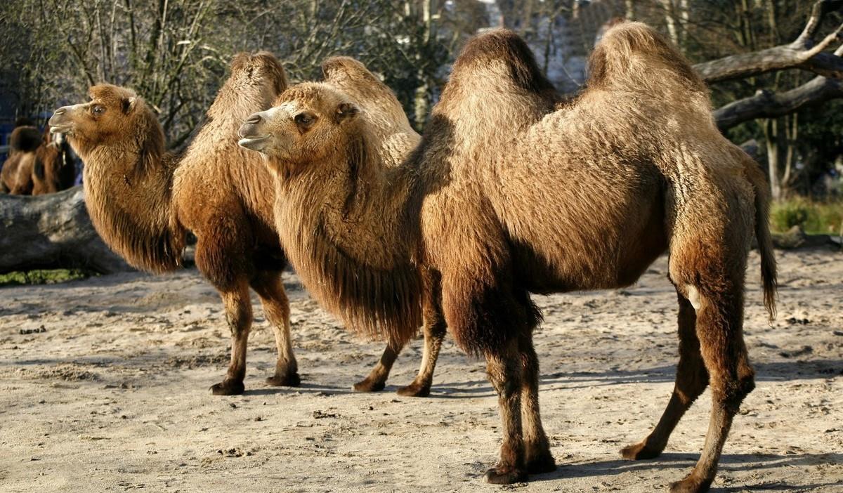 在沙漠上遇到死骆驼要离开吗,在沙漠里死掉的骆驼为什么不能碰