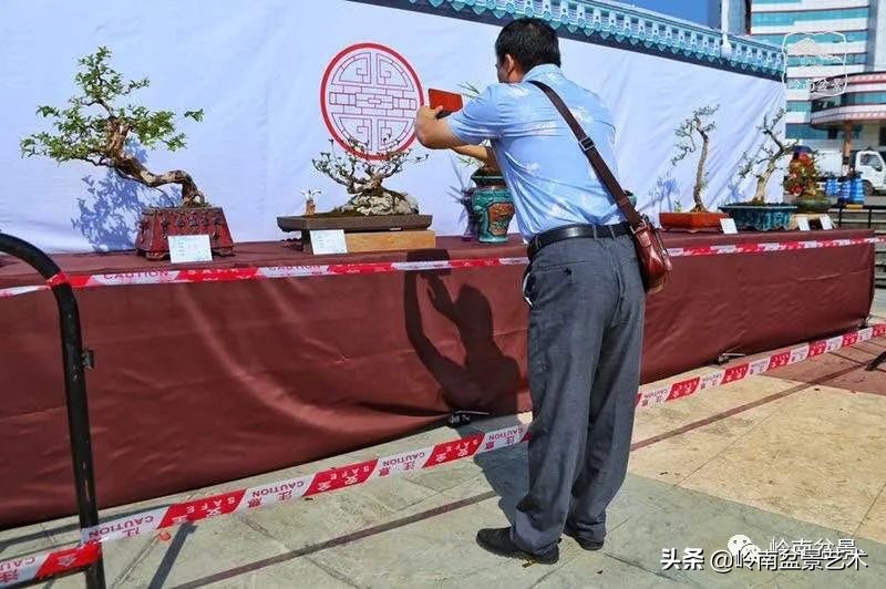 广东的盆景有哪些,适合广东玩的盆景