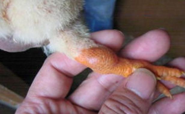 鸡流眼泪眼肿怎么治疗,鸡眼睛肿是什么病怎么治疗