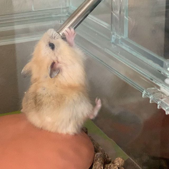 仓鼠中暑的解决方法,仓鼠怎么避免中暑