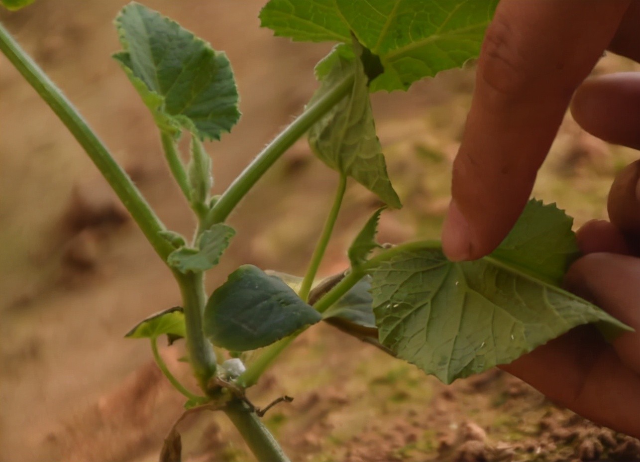 蔬菜的白虱虫用什么药,粉虱防治小技巧