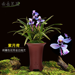 此兰花色确实罕见,香味浓郁的兰花品种有哪些