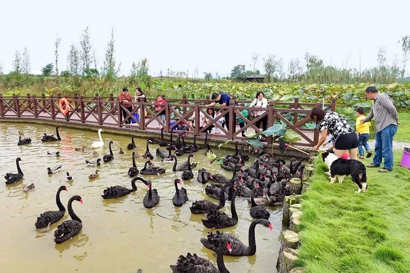 五一黄金周长沙旅游攻略,长沙洋沙湖自驾游攻略