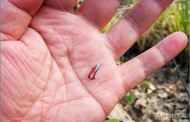 野钓除了蚯蚓用什么饵,野钓用什么活饵最好