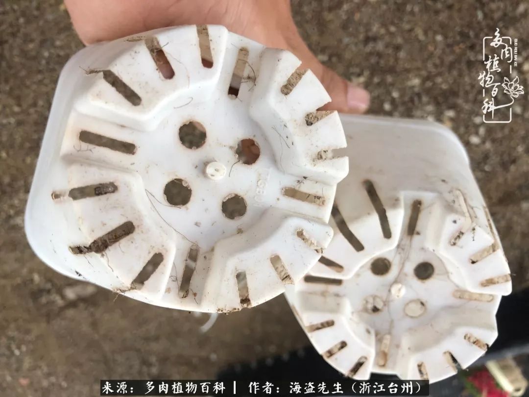 多肉玫瑰怎么才能出状态,多肉山地玫瑰唤醒方法