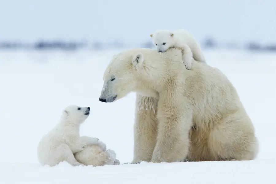 御寒保暖神器冬季必备北极绒,熊绒绒衣服