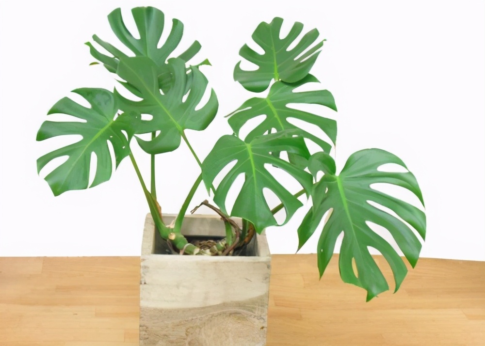 绿萝真的有毒吗有科学依据吗,绿萝养到家里真的有毒吗