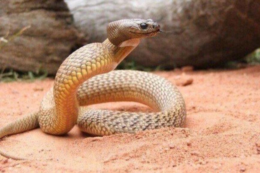 世界上最毒的内陆太攀蛇，速度极快，为何还会轻易被其它蛇捕杀？
