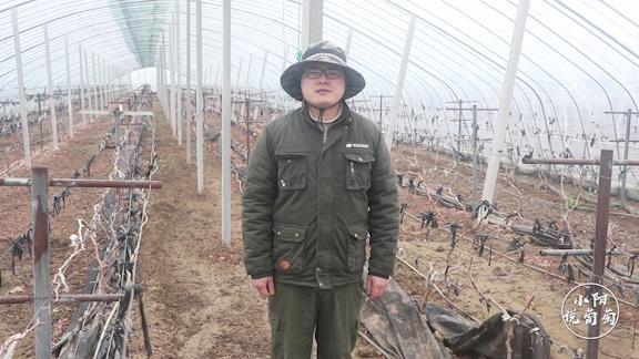 葡萄僵苗怎么处理才能快速生长,怎样管理葡萄才挂果多