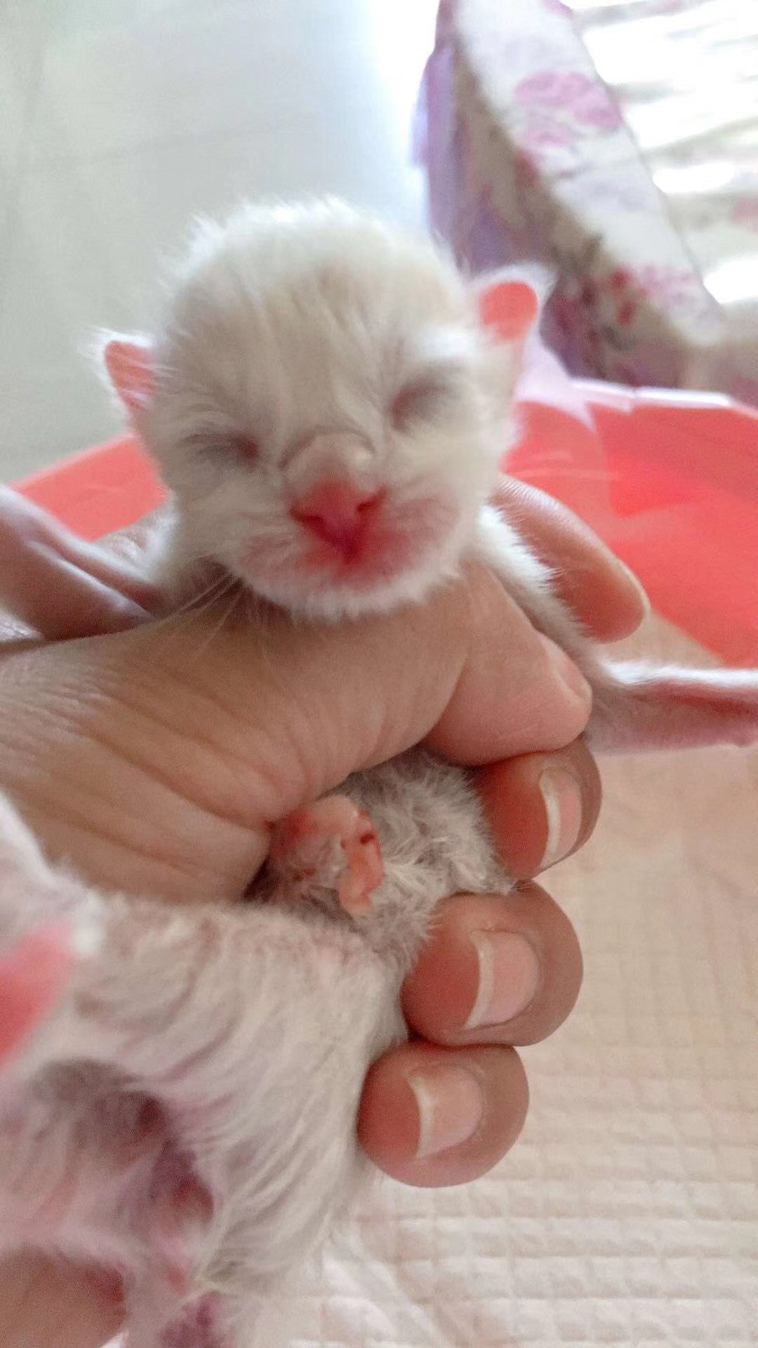 猫咪怀孕了有哪些表现,猫咪怀孕有什么症状表现