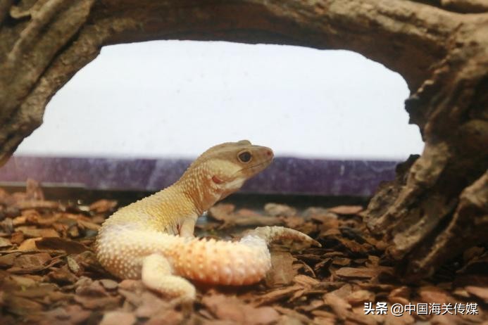 外国宠物怎么买卖,异国宠物交易背后的真相