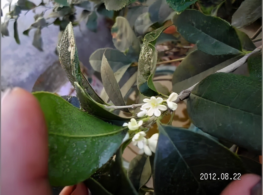 桂花发了好多新芽,桂花品种对比一览表