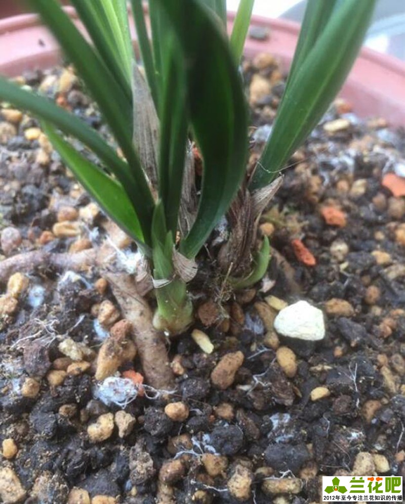 兰花植料里的虫会影响兰花吗,兰花植料起霉对兰花有影响吗