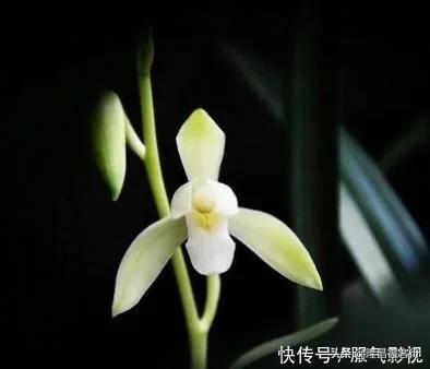 隆昌素“云顶香”险些绝迹的旧事