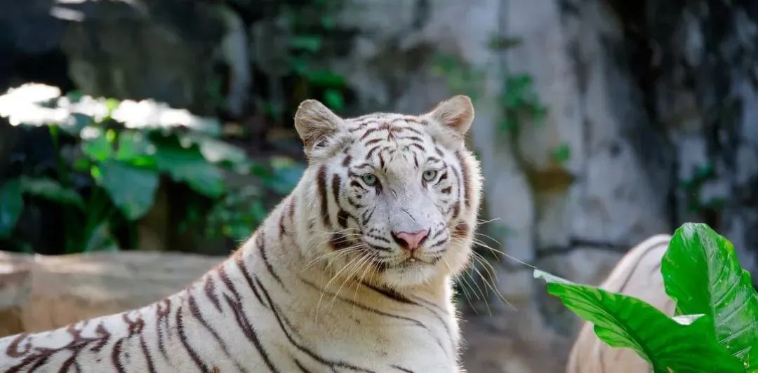 长隆野生动物世界暑假攻略,广州长隆野生动物园亲子一日游攻略