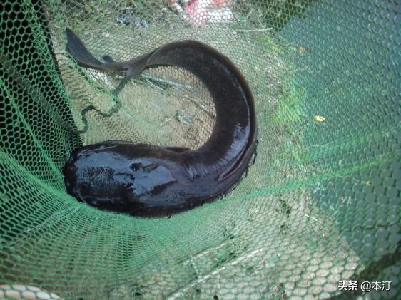 鏅編娓斿叿,鏅編楸艰偉