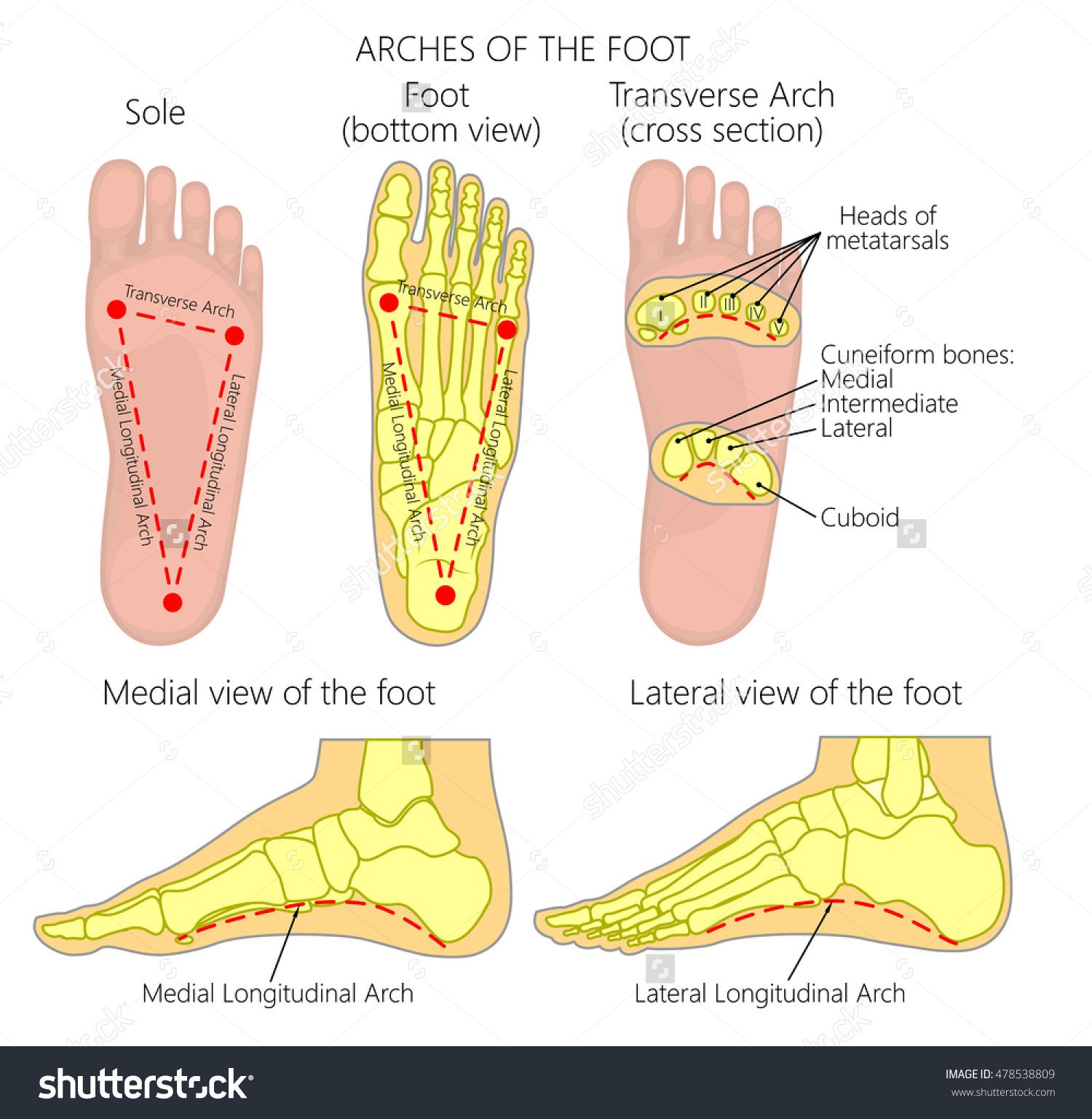 脚底长茧子什么原因,你知道你的脚为什么会麻吗