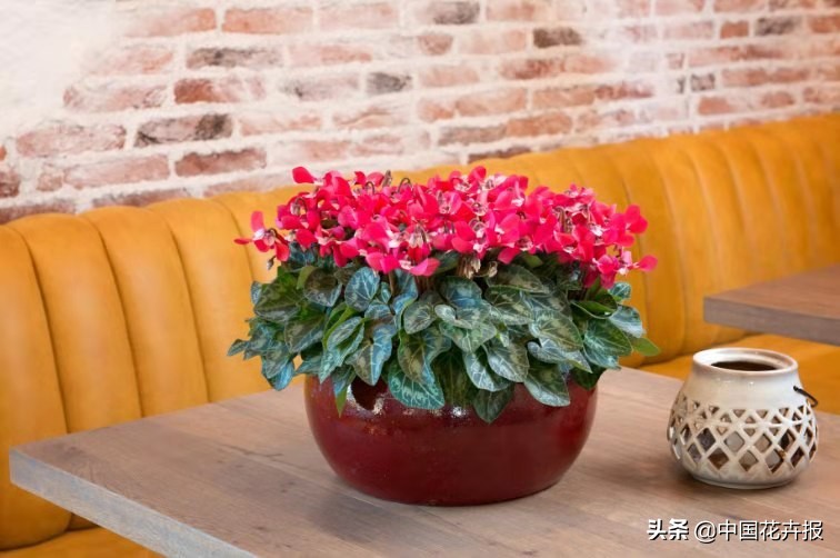 过年买的喜庆的花,过年买的喜庆花