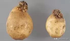 马铃薯黑胫病病害及防治方法,马铃薯常见病害有哪些