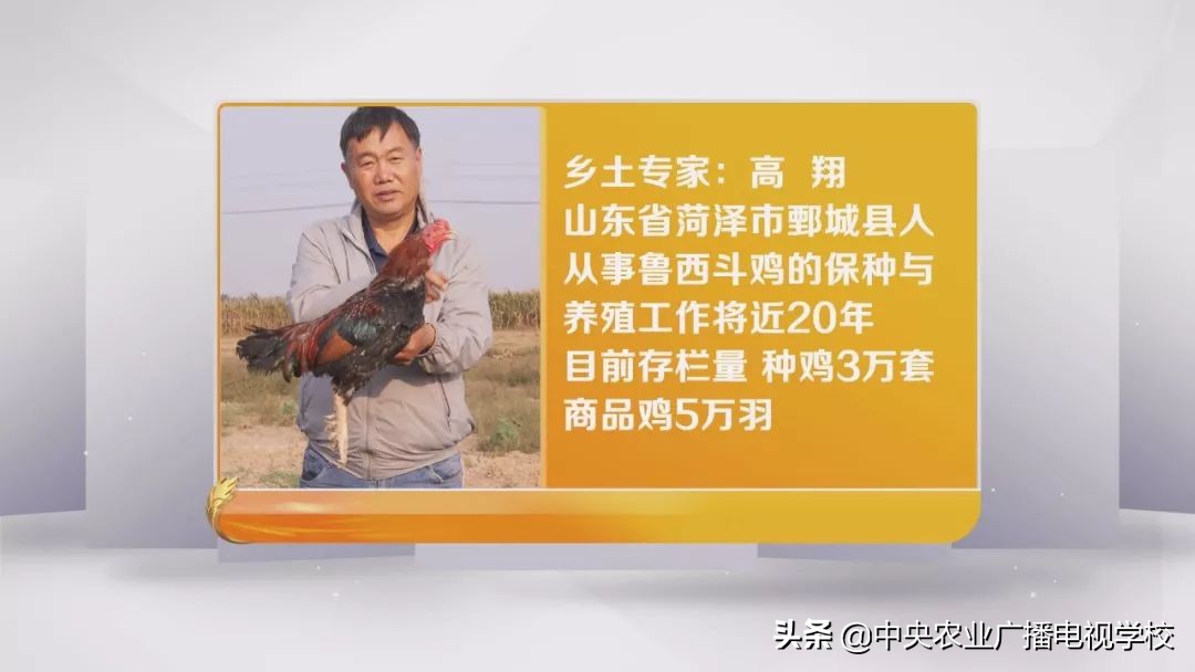 田间示范秀养鸡视频,田间示范秀节目
