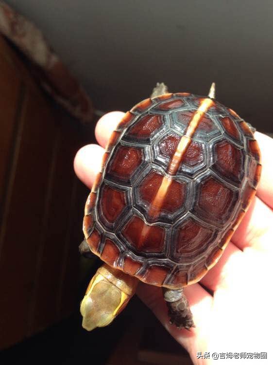 养乌龟新手入门黄缘龟,黄缘龟常见病及预防