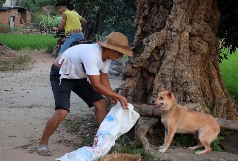 农村被狗贩子偷走的狗都去了哪里,农村偷狗贼偷的狗都哪去了