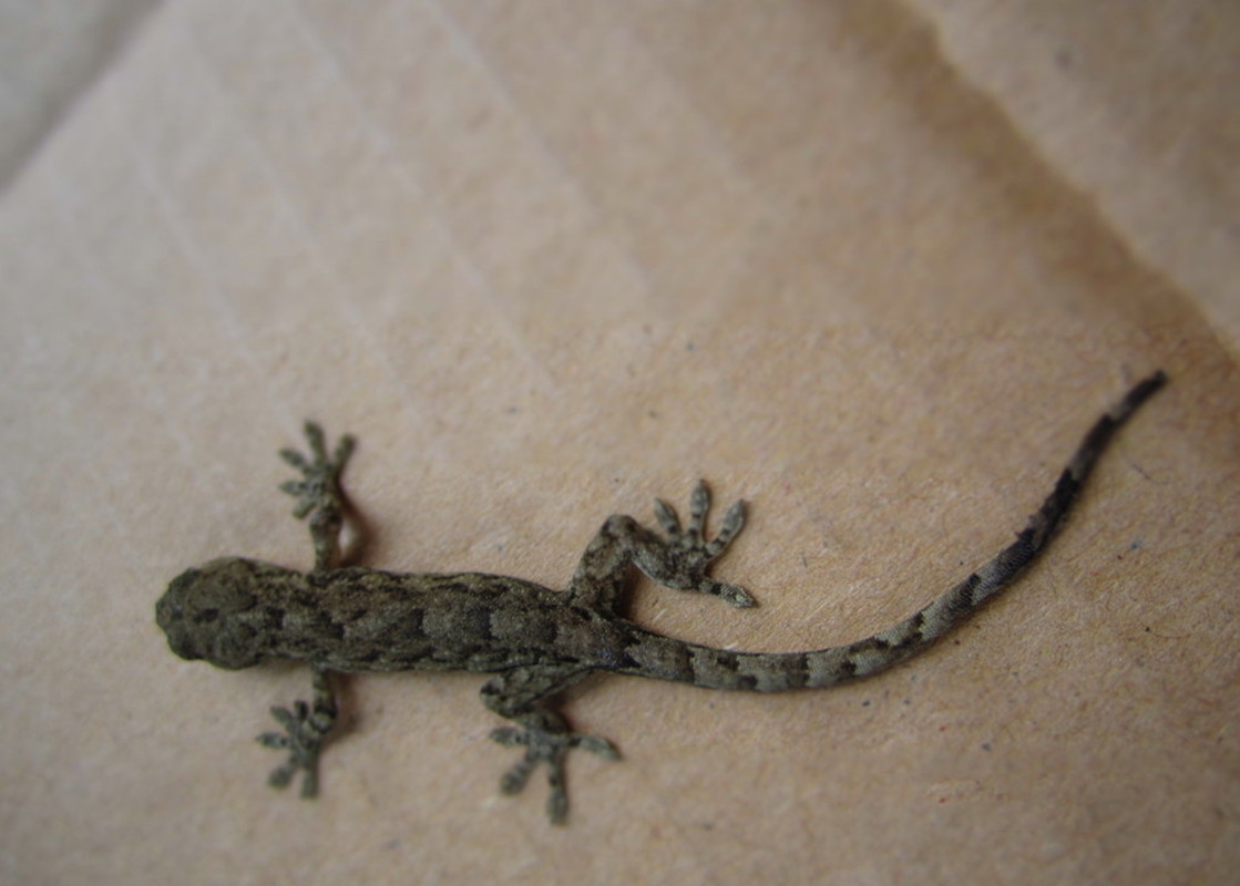 人畜无害的壁虎为什么无毒,壁虎为什么成为五毒之首