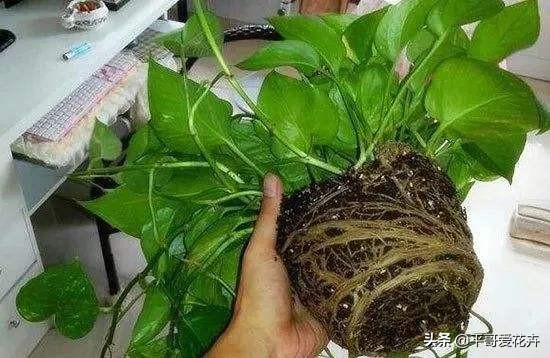 如何让绿萝1星期内死亡,家里芦荟根死怎么救活