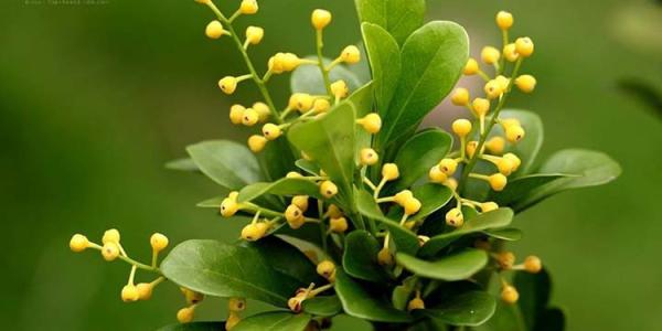 米兰花太高了怎么办,米兰花特别多怎么办