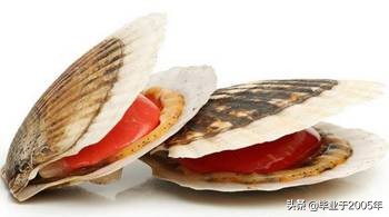 大连鱼市海鲜贝类品种,大连贝类海鲜图片大全