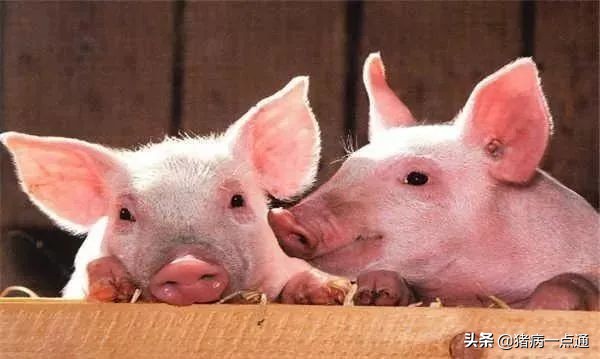 非看不可的超级经典,农村养猪人每天分享养猪经验