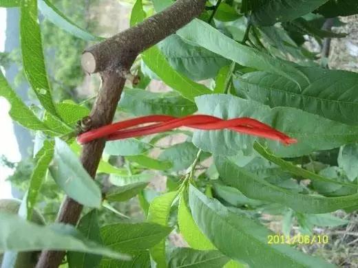 梨大食心虫危害图片,梨小食心虫对樱桃有哪些危害