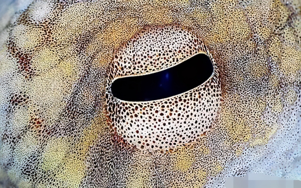 科学家推测章鱼是外星物种,誉为地球上最像外星人的生物章鱼