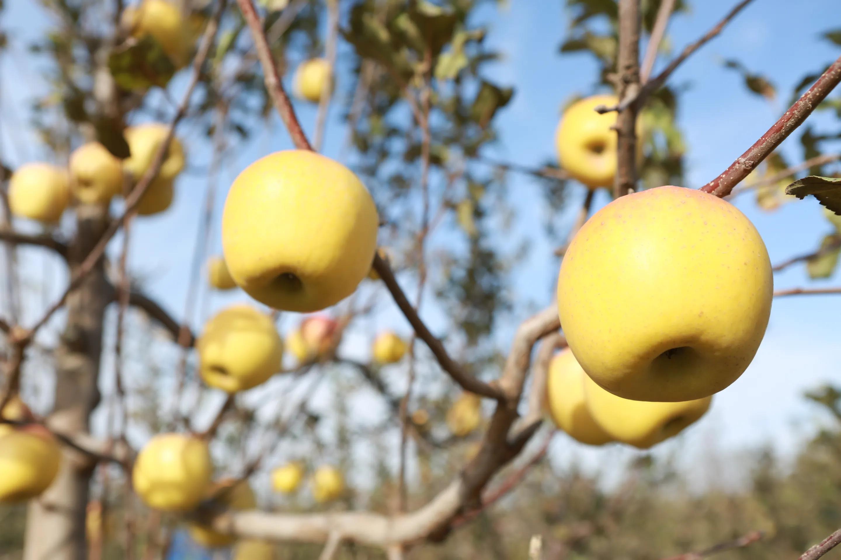 陕西白水苹果哪里最好,陕西白水苹果专卖店