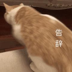 猫咪对付懒猫最好的方法,猫咪犯错告诫自己不生气